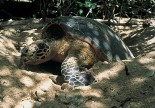 Seychelles - turtle